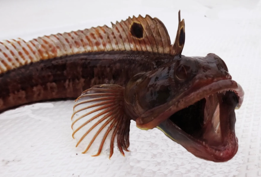can you eat sarcastic fringehead