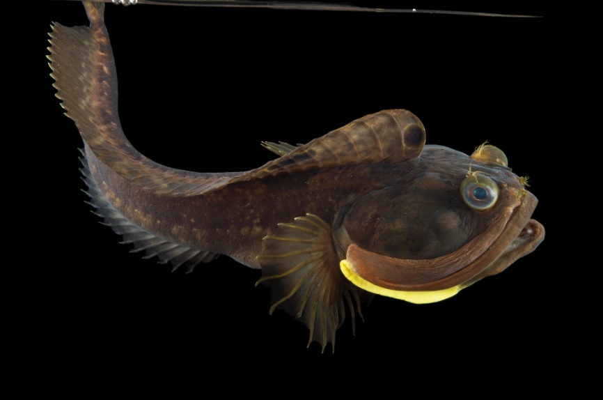 sarcastic fringehead diet