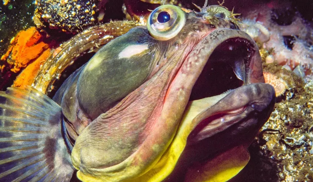 sarcastic fringehead edible