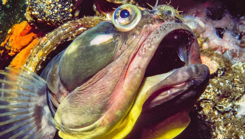 Fish sarcastic fringehead lifespan