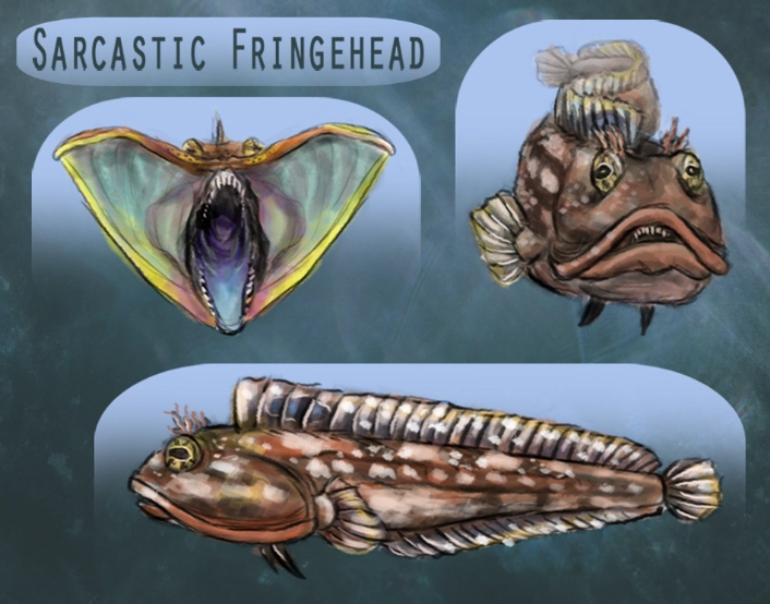how big do sarcastic fringehead get