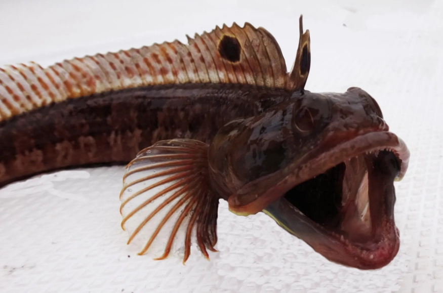 sarcastic fringehead feeding behavior