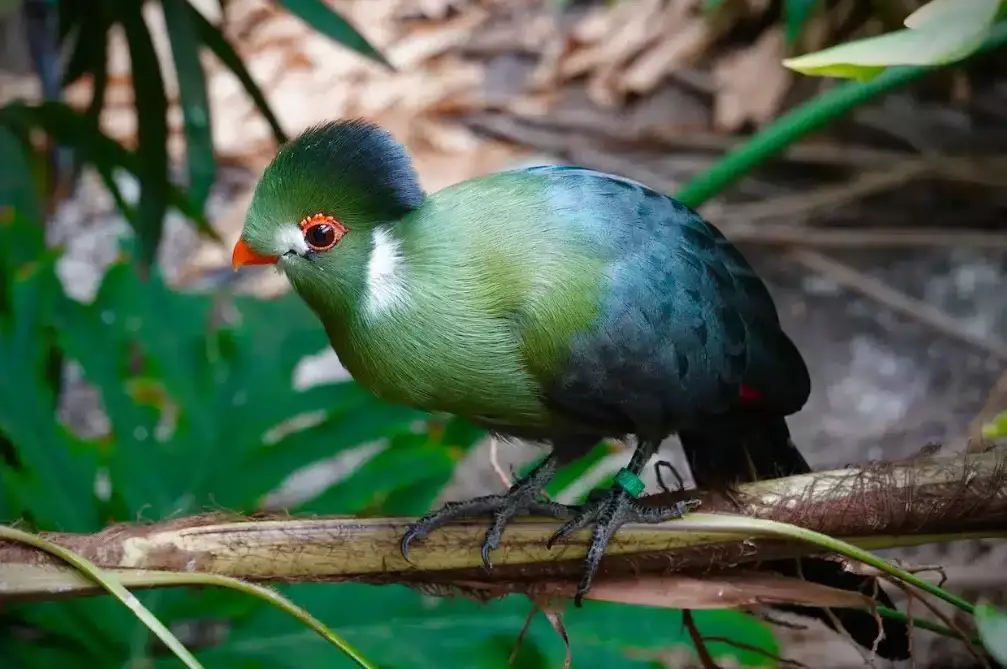 turaco species