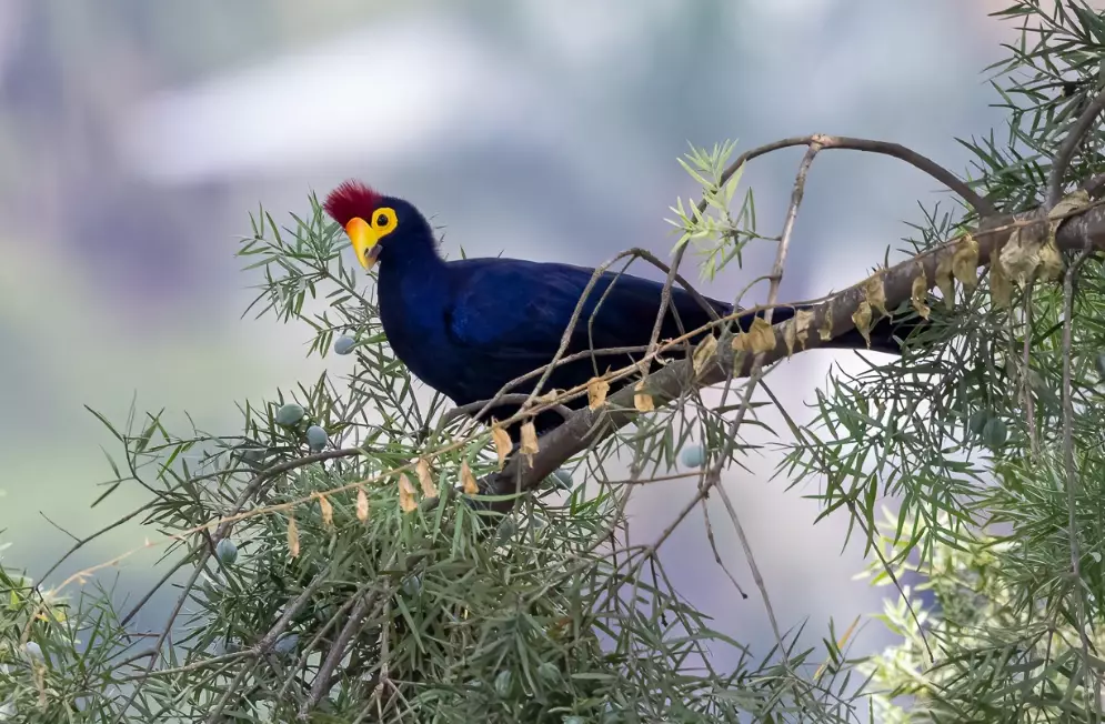 where to see turacos