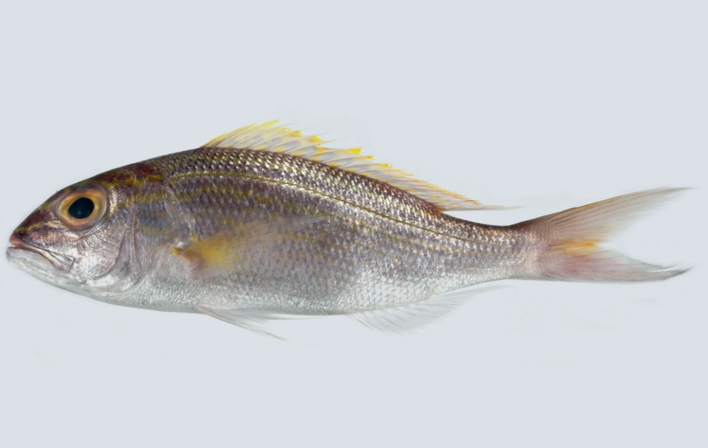 warmouth fishing tips warmouth fishing tips