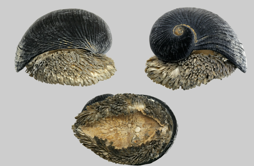 Chrysomallon squamiferum size