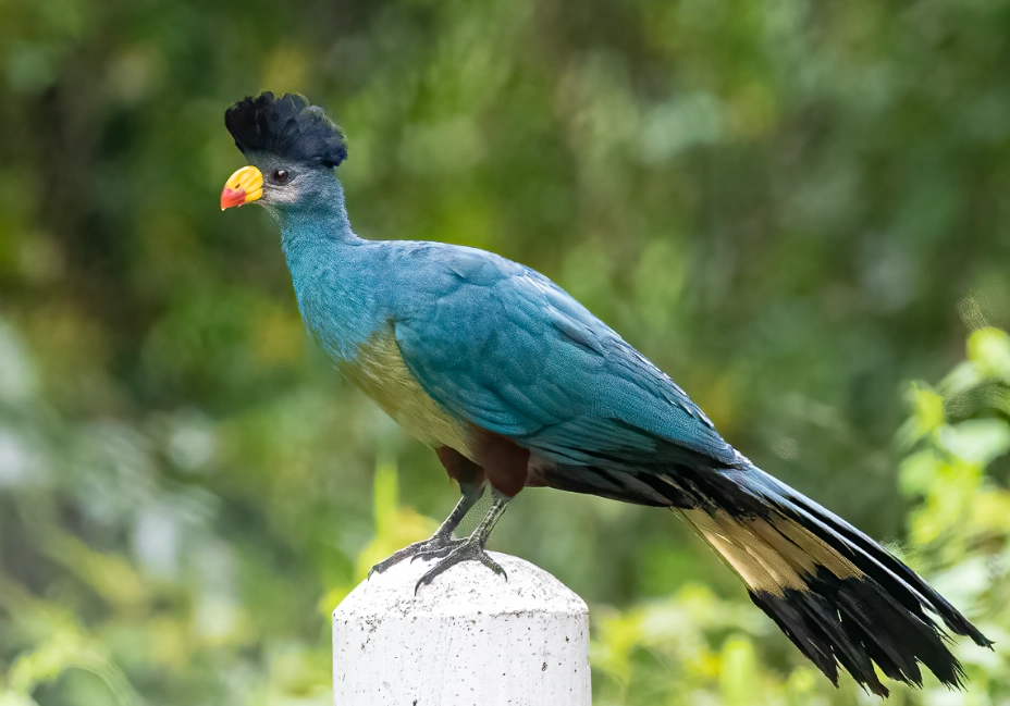 Are turacos rare?