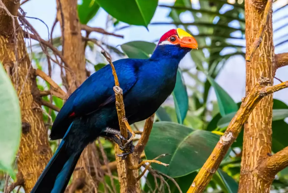 where to see turacos