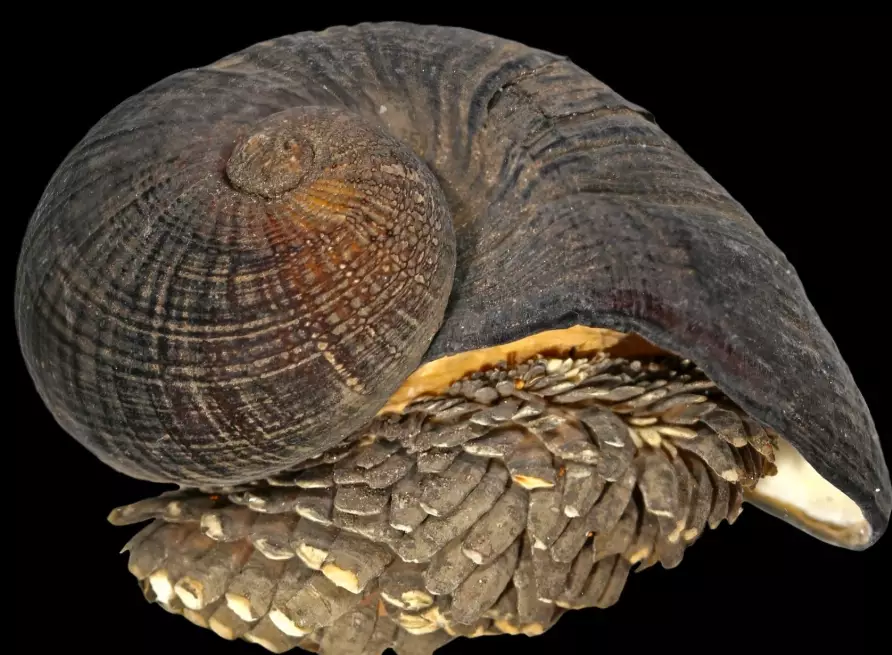 deep-sea snail life expectancy deep-sea snail life expectancy