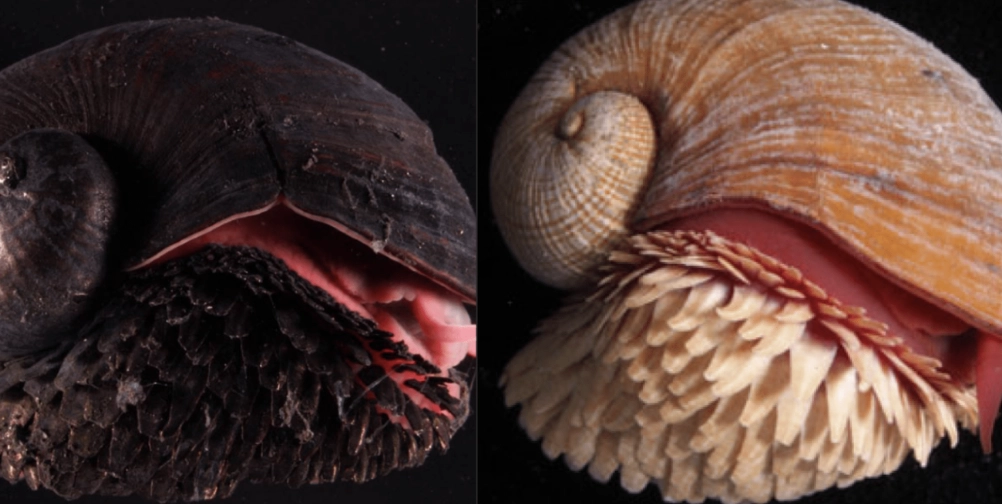 Can albino animals be healthy?