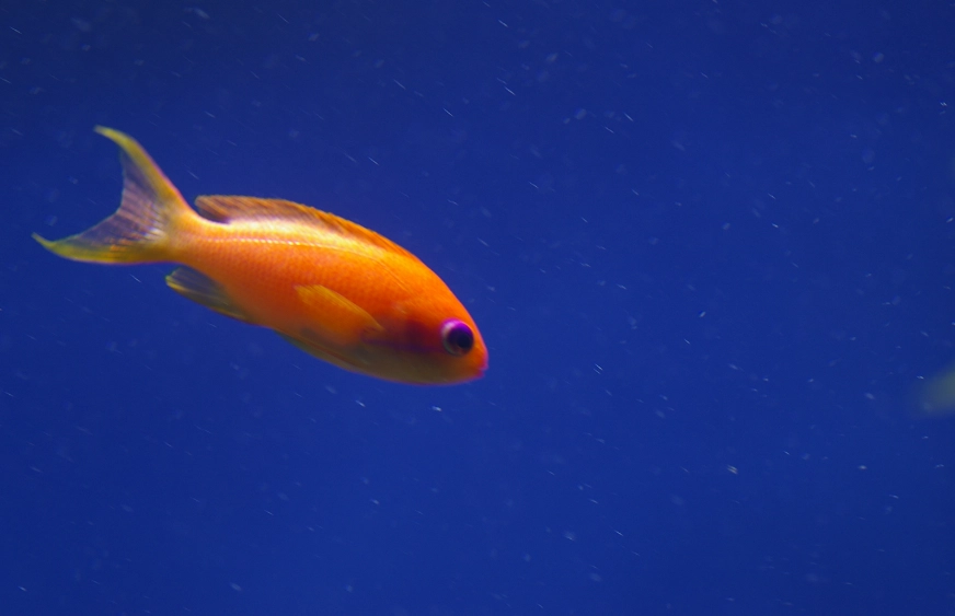 Googly eye fish name