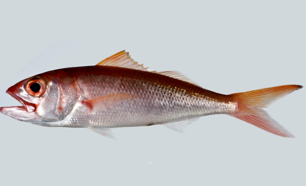 warmouth fish eating