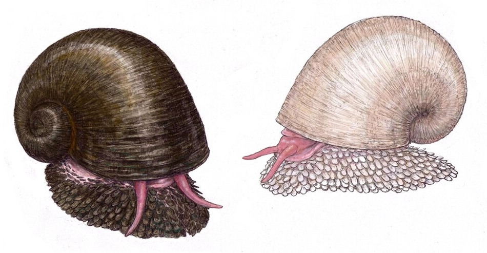 deep sea snail adaptations deep sea snail adaptations