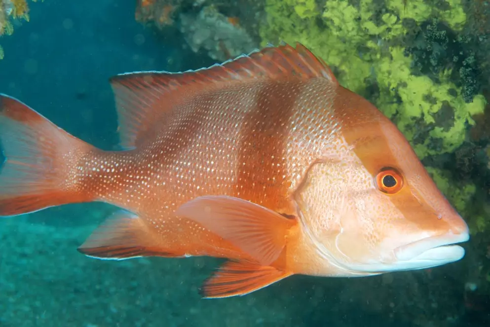 wildlife with big eyes