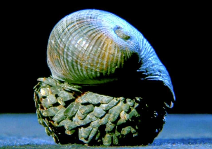 Scaly foot snail lifespan