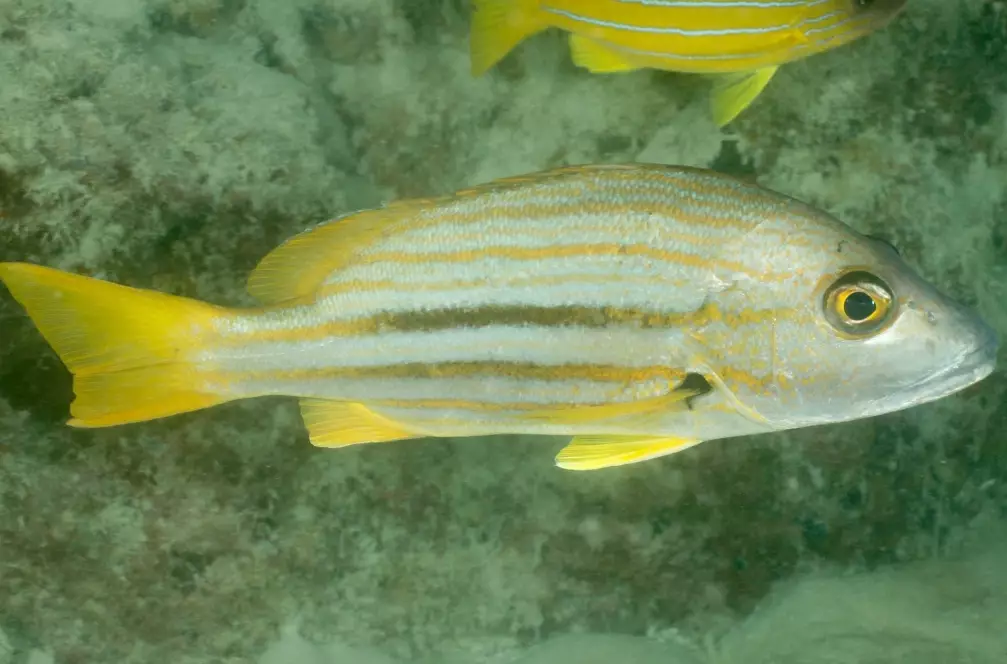 rock bass vs warmouth rock bass vs warmouth