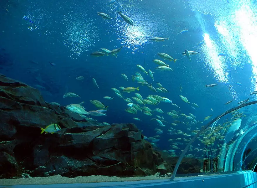 deep sea fish with big eyes