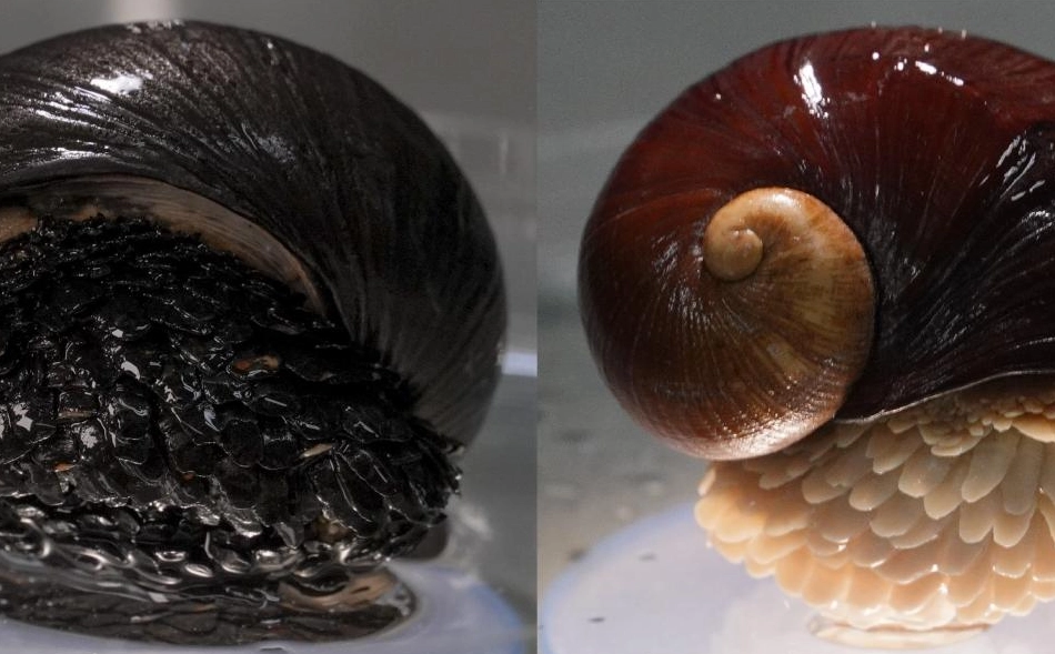 deep sea snail feeding