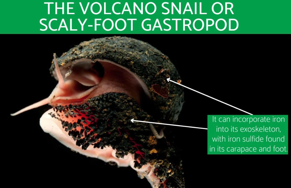 albinism in animals albinism in animals