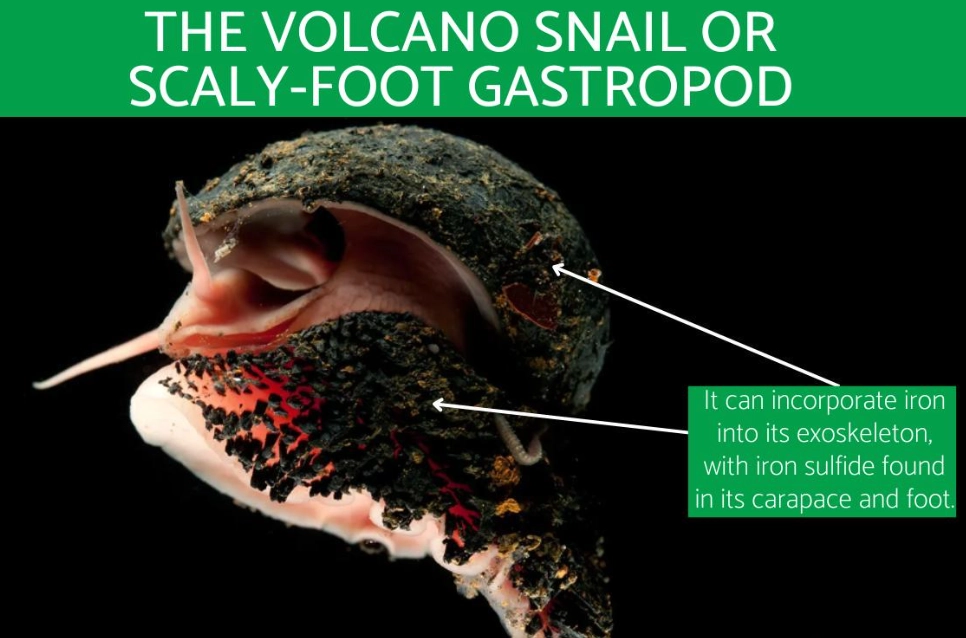 scaly-foot snail shell scaly-foot snail shell