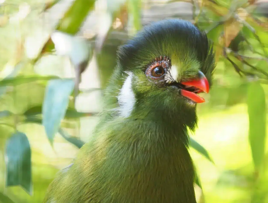 turaco species
