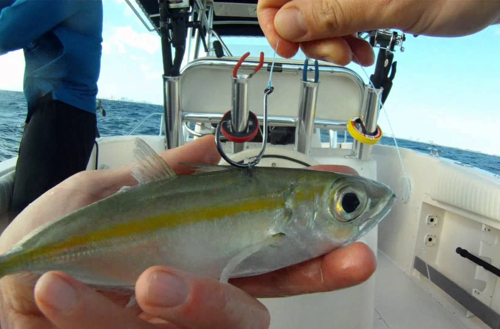 Goggle eye fish Saltwater