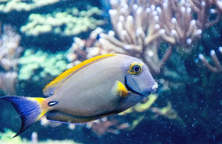 deep sea fish with big eyes