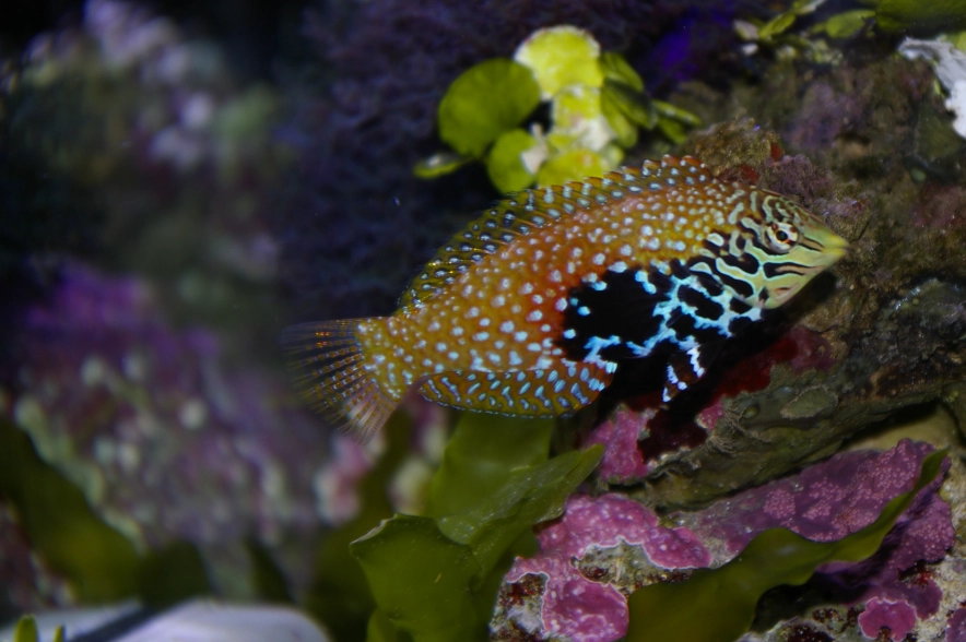 goggle eye fish saltwater goggle eye fish saltwater