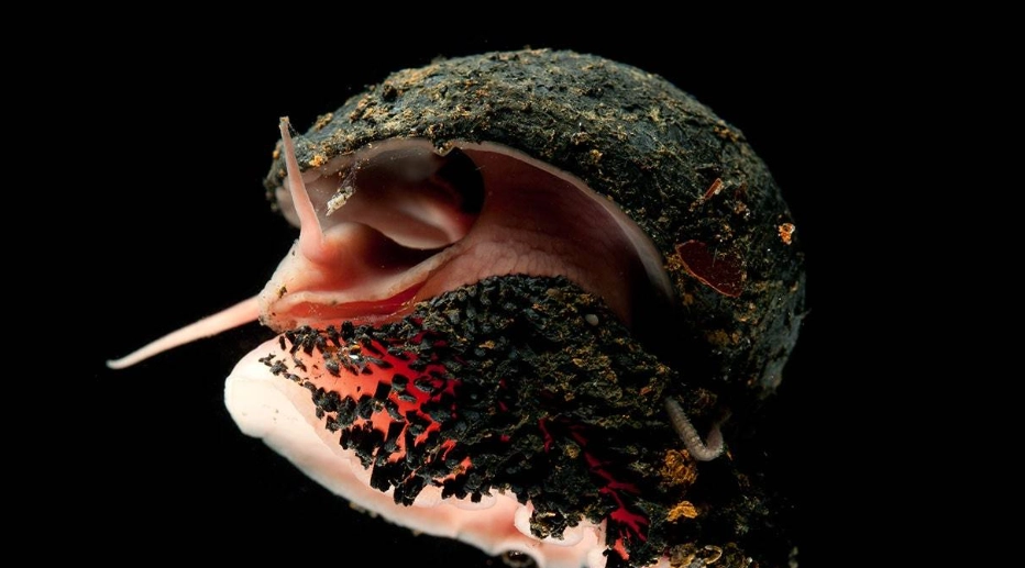 Volcano snail