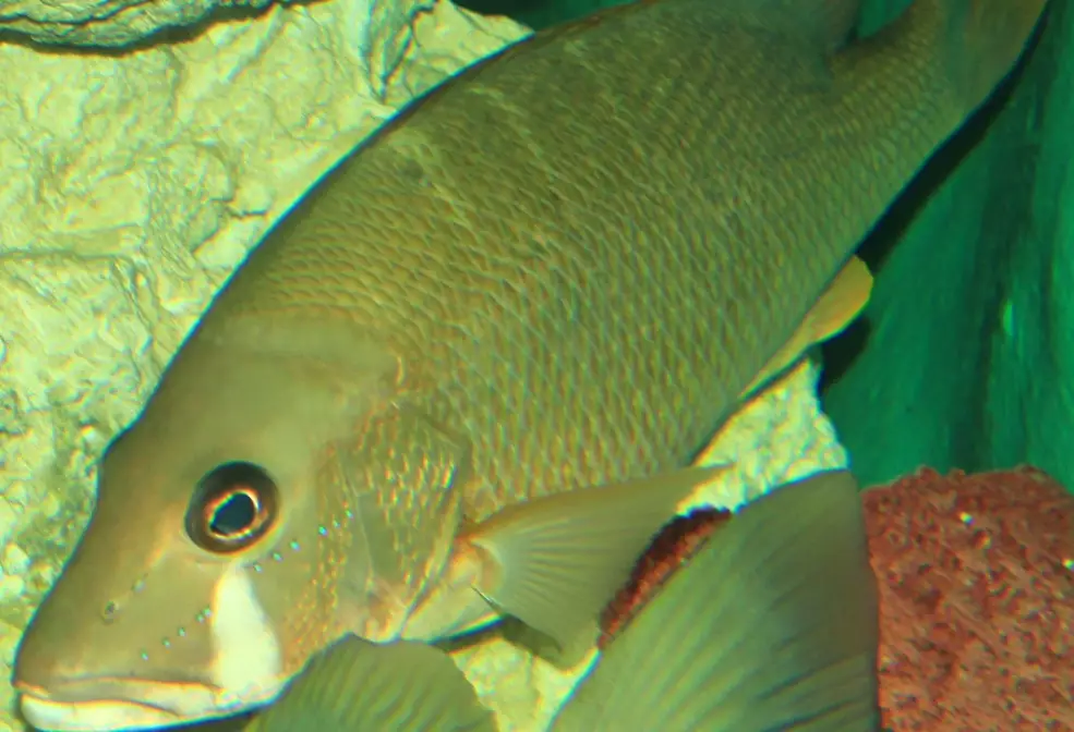 rock bass taste