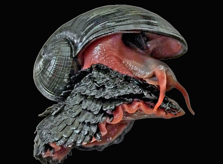 deep-sea snail size