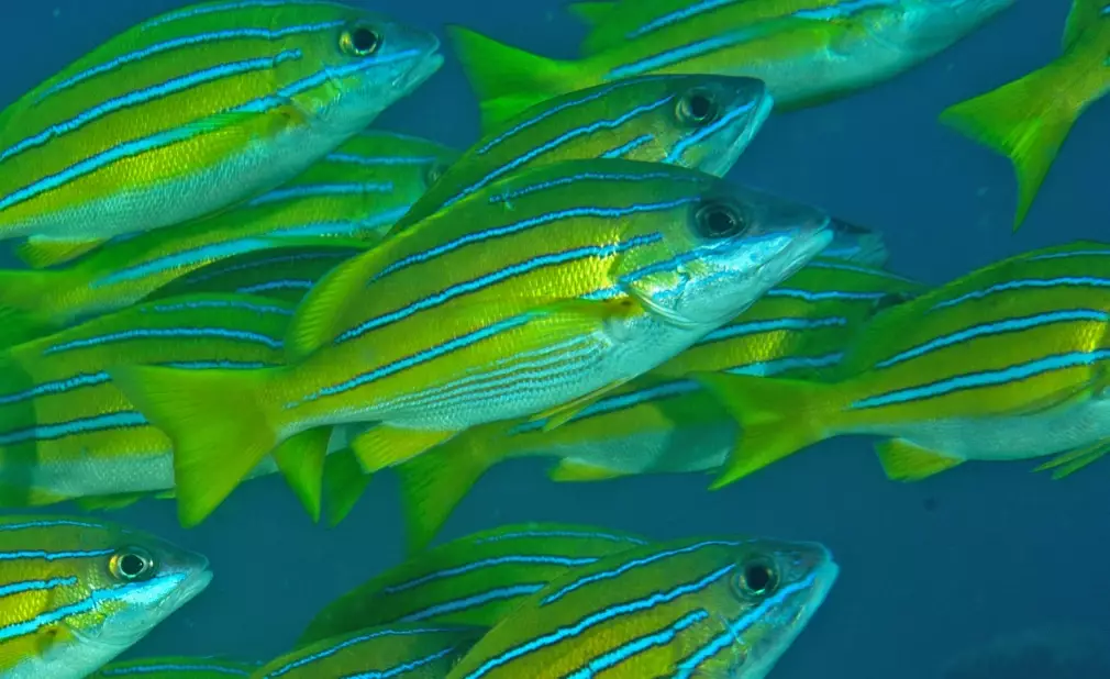 goggle-eye fish edible