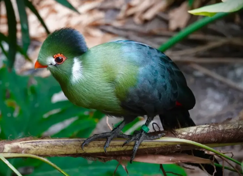 keeping turacos as pets