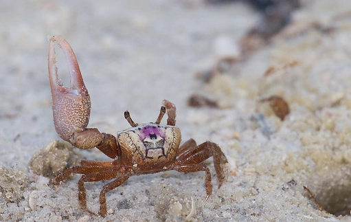 how to find fiddler crabs