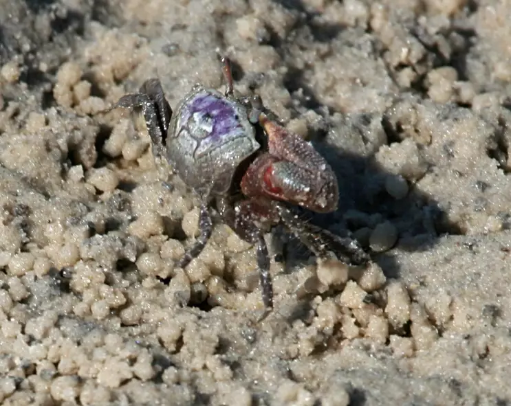 sand fiddler crab habitat