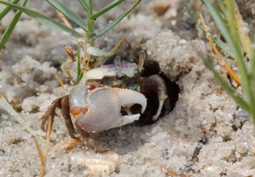 Sand fiddler crab