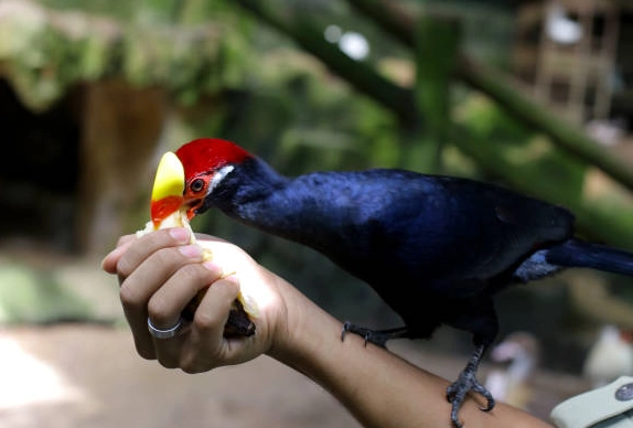 turaco pet