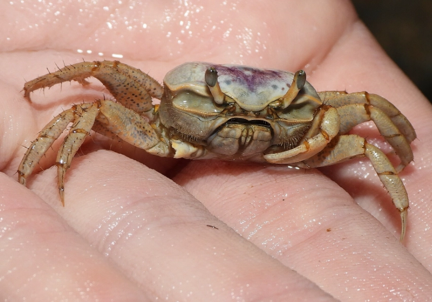 fiddler crab behavior