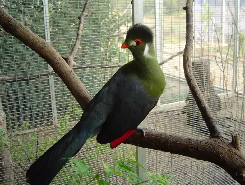 turaco care guide