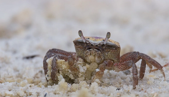 sand fiddler crab habitat