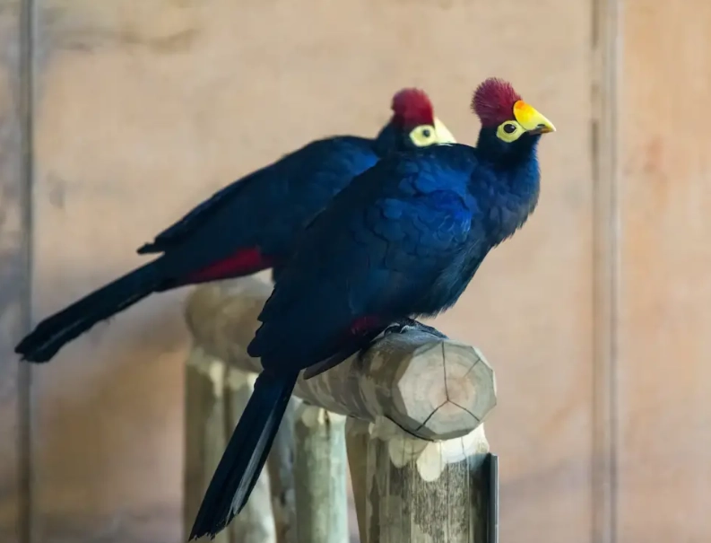 turaco care guide