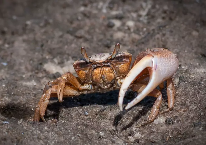 how to find fiddler crabs