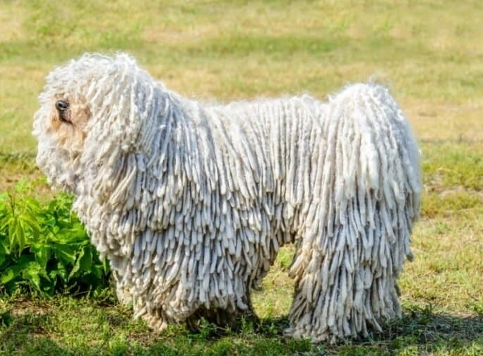 mop dog breeds