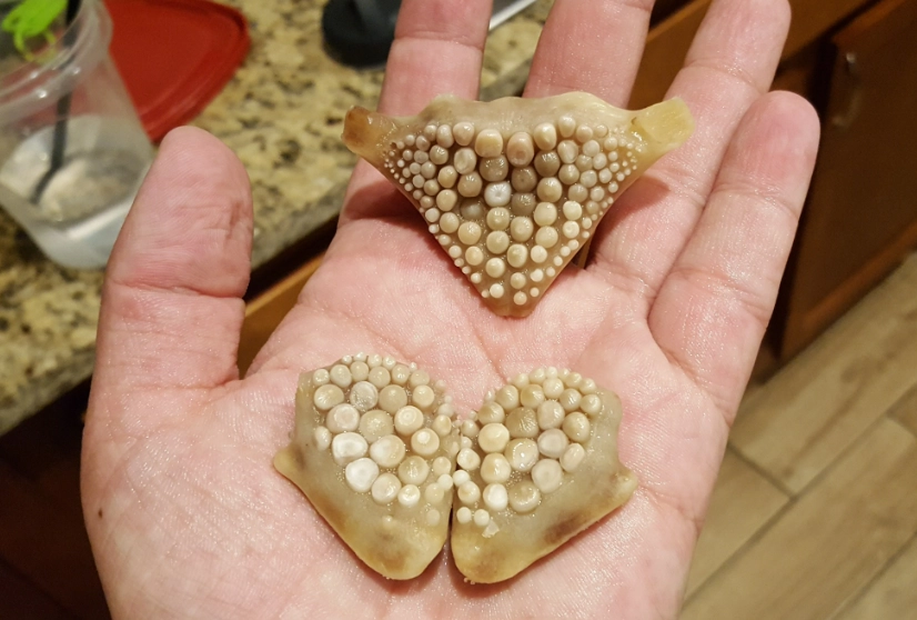 freshwater drum teeth