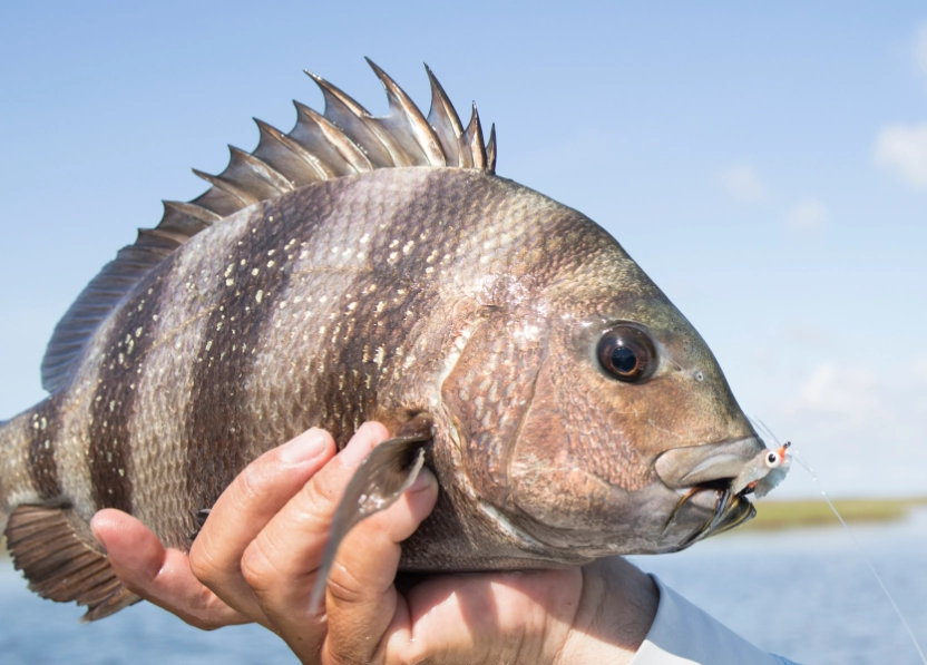 how to identify drum fish