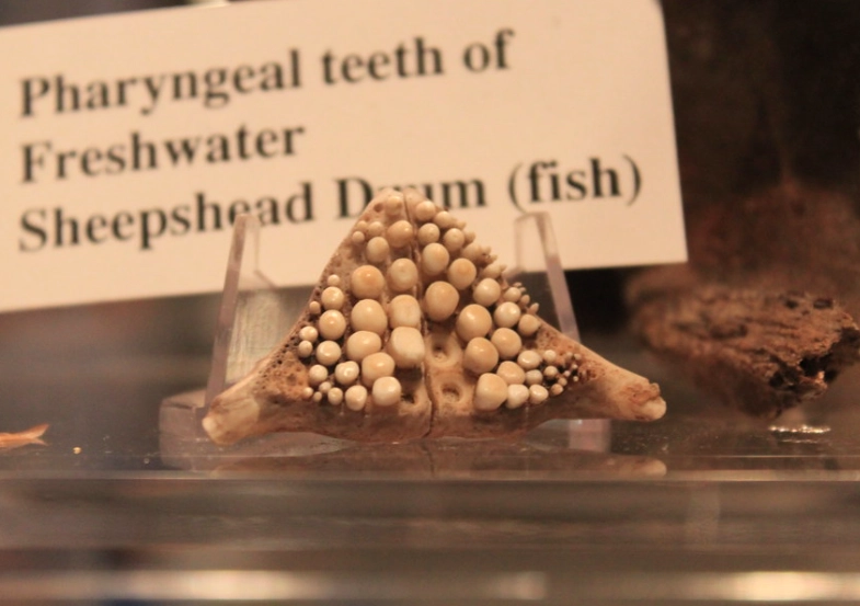 how to identify drum fish