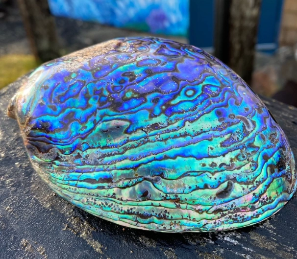 paua shell