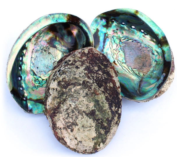 paua shell jewelry