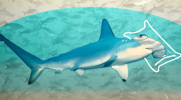 saltwater crocodile length