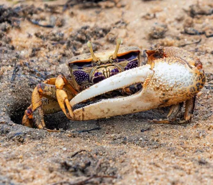 how to measure fiddler crab